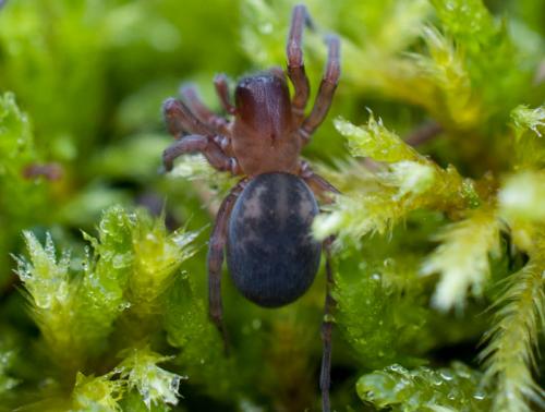 Réf. 114 445 : Amaurobius erberi