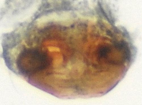 Réf. 114 367 : Entelecara erythropus