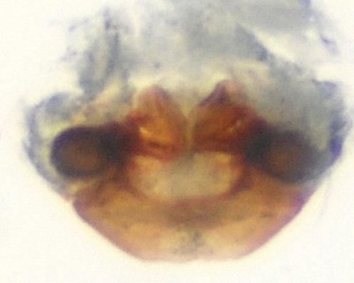 Réf. 114 368 : Entelecara erythropus