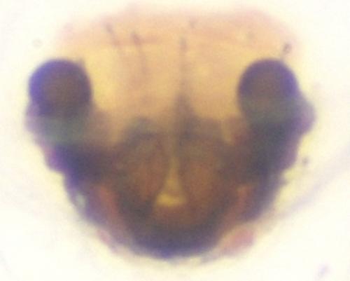 Réf. 114 929 : Prinerigone vagans