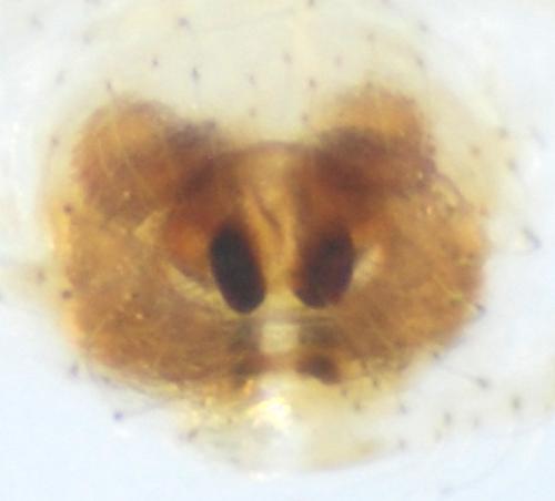 Xysticus ulmi