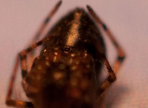 Enoplognatha mandibularis