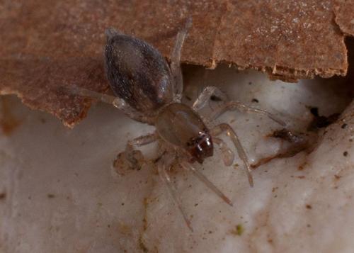 Porrhoclubiona leucaspis