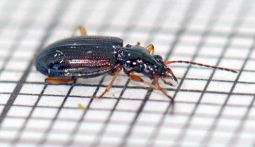 Réf. 114 873 : Bembidion decorum