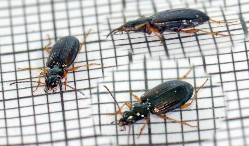 Réf. 114 872 : Bembidion decorum