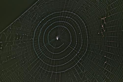 Cyclosa sp.