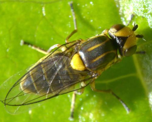 Réf. 114 261 : Chlorops sp.