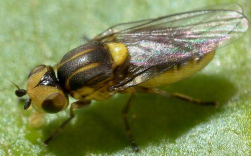 Réf. 114 262 : Chlorops sp.