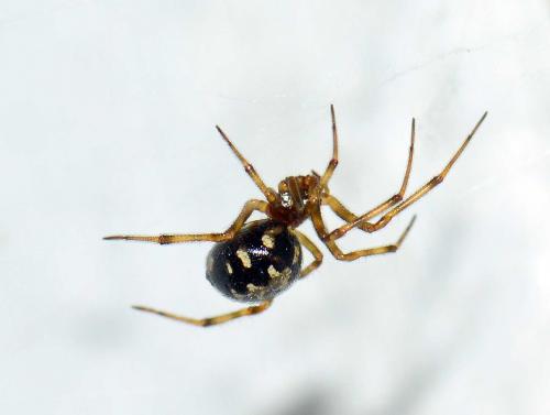 Réf. 114 754 : Steatoda triangulosa