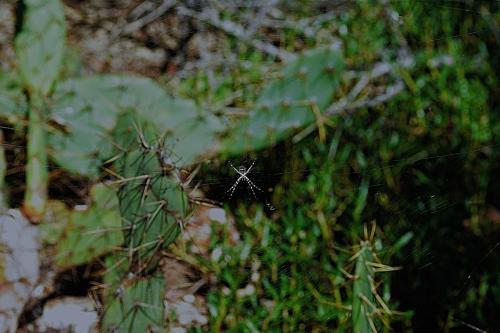 Argiope argentata