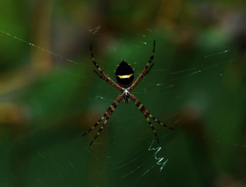 Réf. 114 569 : Argiope argentata