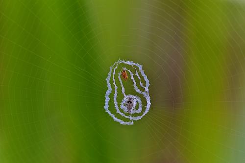 Cyclosa sp.