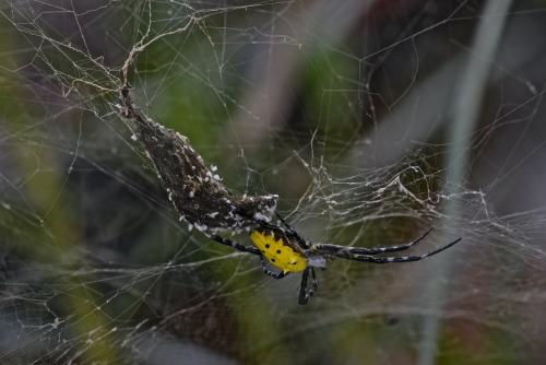 Réf. 114 052 : Cyrtophora cylindroides