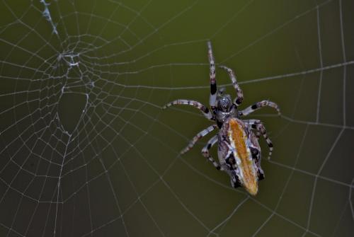 Réf. 114 056 : Cyclosa sp.