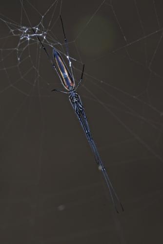Tetragnatha sp.