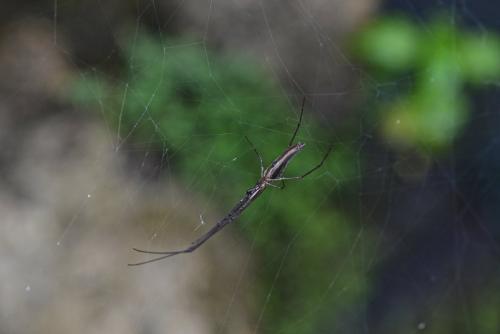 Tetragnatha sp.