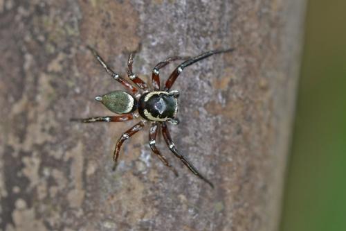 Pristobaeus sp.