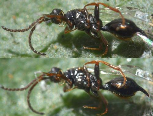 Cryptoserphini