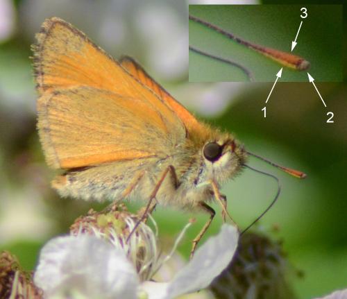 Thymelicus sylvestris