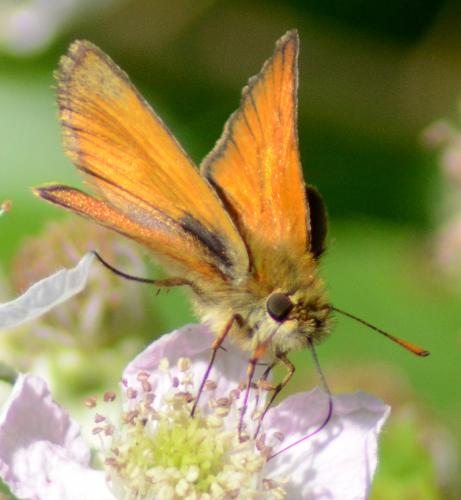 Réf. 114 669 : Thymelicus sylvestris