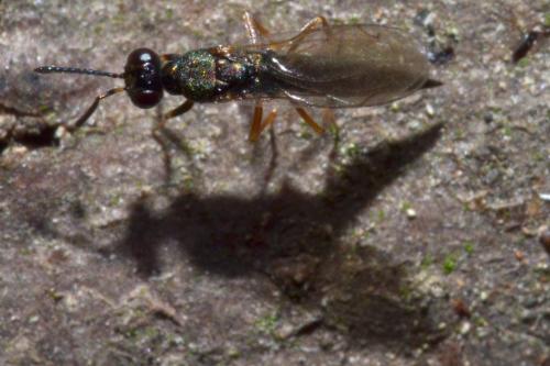 Calosota acron