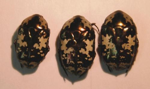 Protaetia aurichalcea