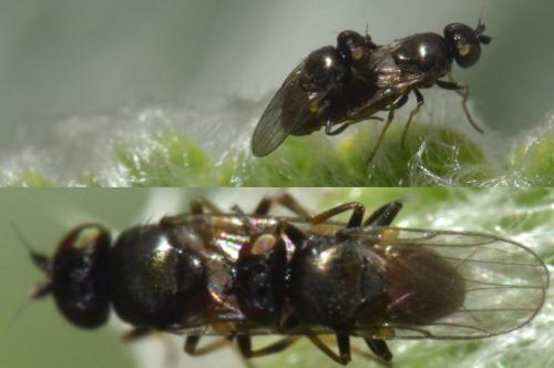 Oscinisoma sp.