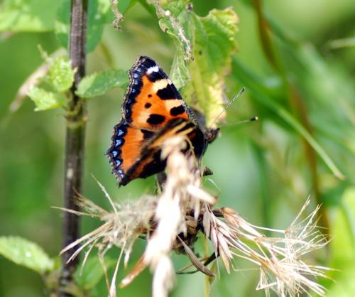 Aglais urticae