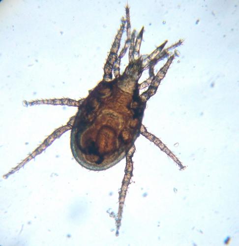 Macrocheles sp.