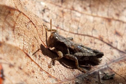 Pezotettix giornae