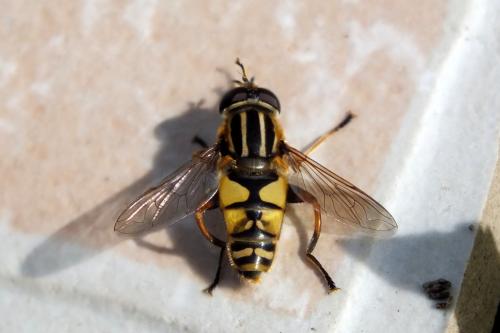 Réf. 114 383 : Helophilus pendulus