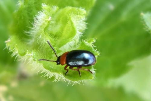 Réf. 114 463 : Gastrophysa polygoni