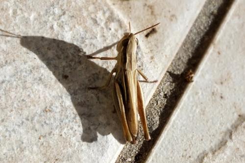 Euchorthippus elegantulus