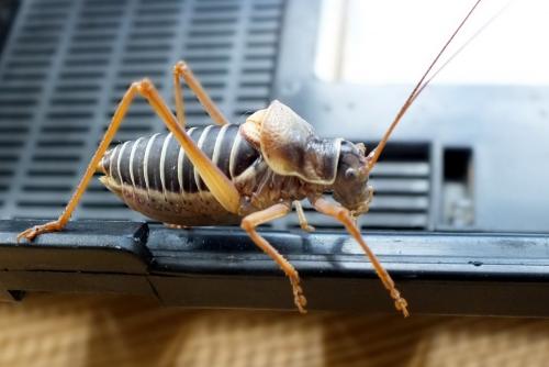 Ephippiger diurnus diurnus