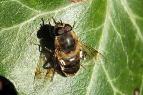 Eristalis tenax