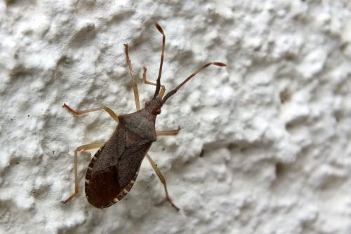 Gonocerus acuteangulatus