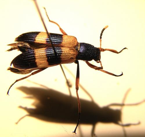 Strongylium sp.