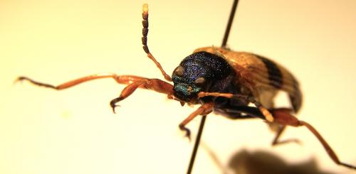 Strongylium sp.