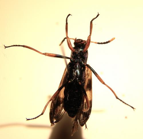Strongylium sp.