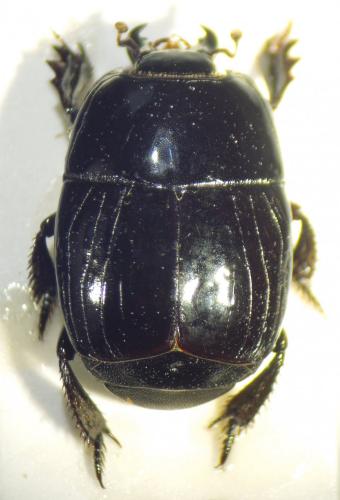 Hister quadrimaculatus