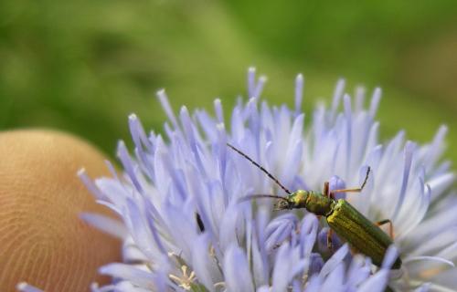 Réf. 114 151 : Chrysanthia geniculata