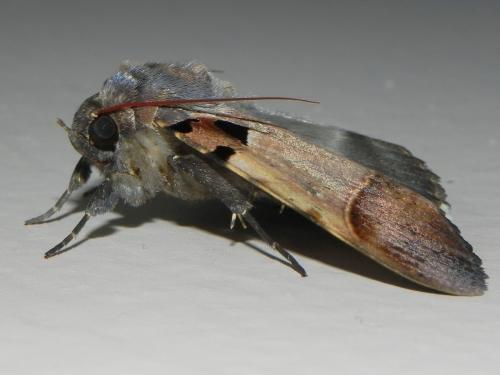 Serrodes campana