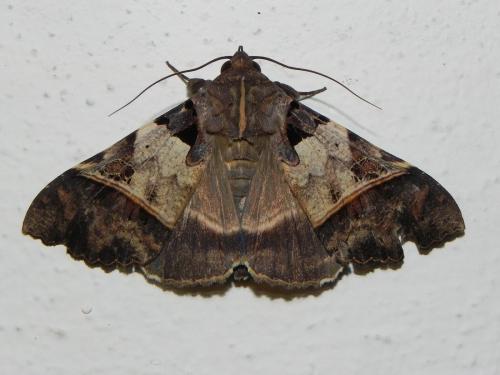 Serrodes campana