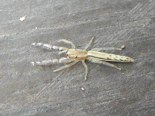 Corambis sp.