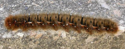 Lasiocampa quercus