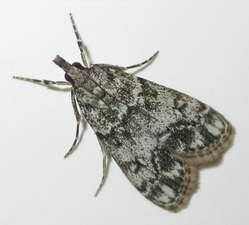 Réf. 114 522 : Eudonia lacustrata
