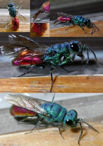 Chrysis (ignita)