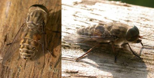 Réf. 114 729 : Tabanus bromius