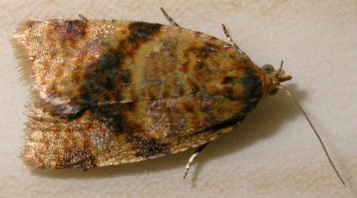 Epagoge grotiana