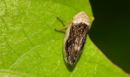 Philaenus spumarius